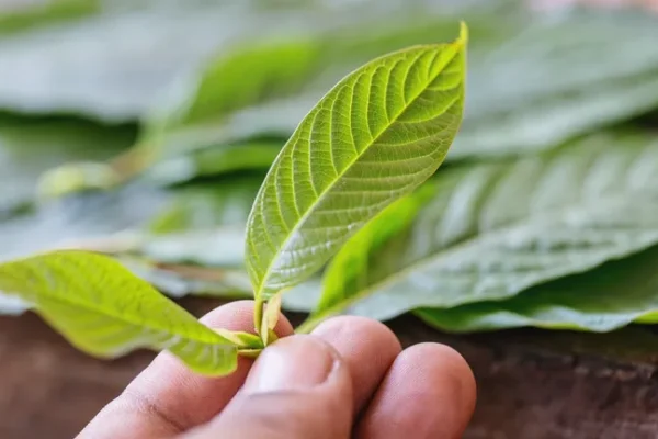 6 Dangers if eating too much "Kratom leaves"